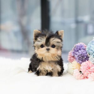 YORKIE